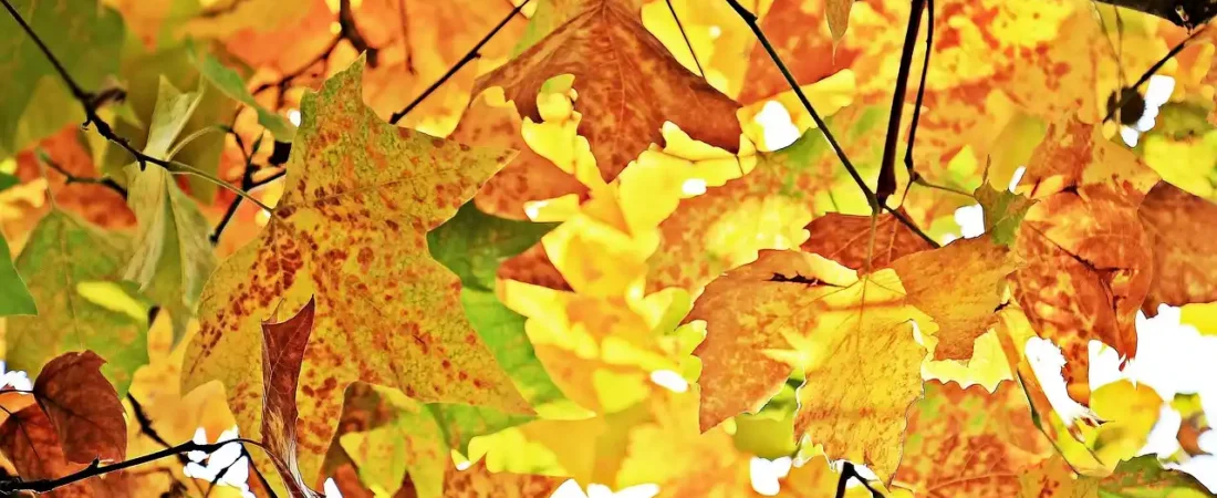 DIY Fall Garland: A Creative Way to Embrace Autumn
