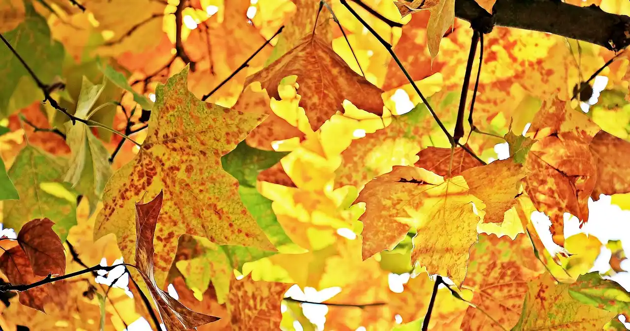 DIY Fall Garland: A Creative Way to Embrace Autumn